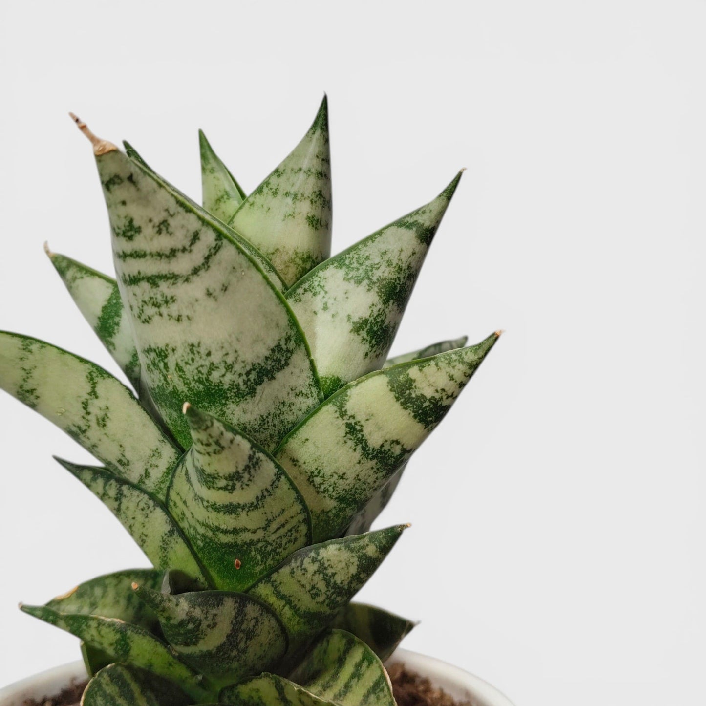 Indonesian Tower hybrid snake plant close up