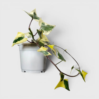 Wax Ivy (Senecio macroglossus) | Well Rooted Mature Variegated Hanging Plant