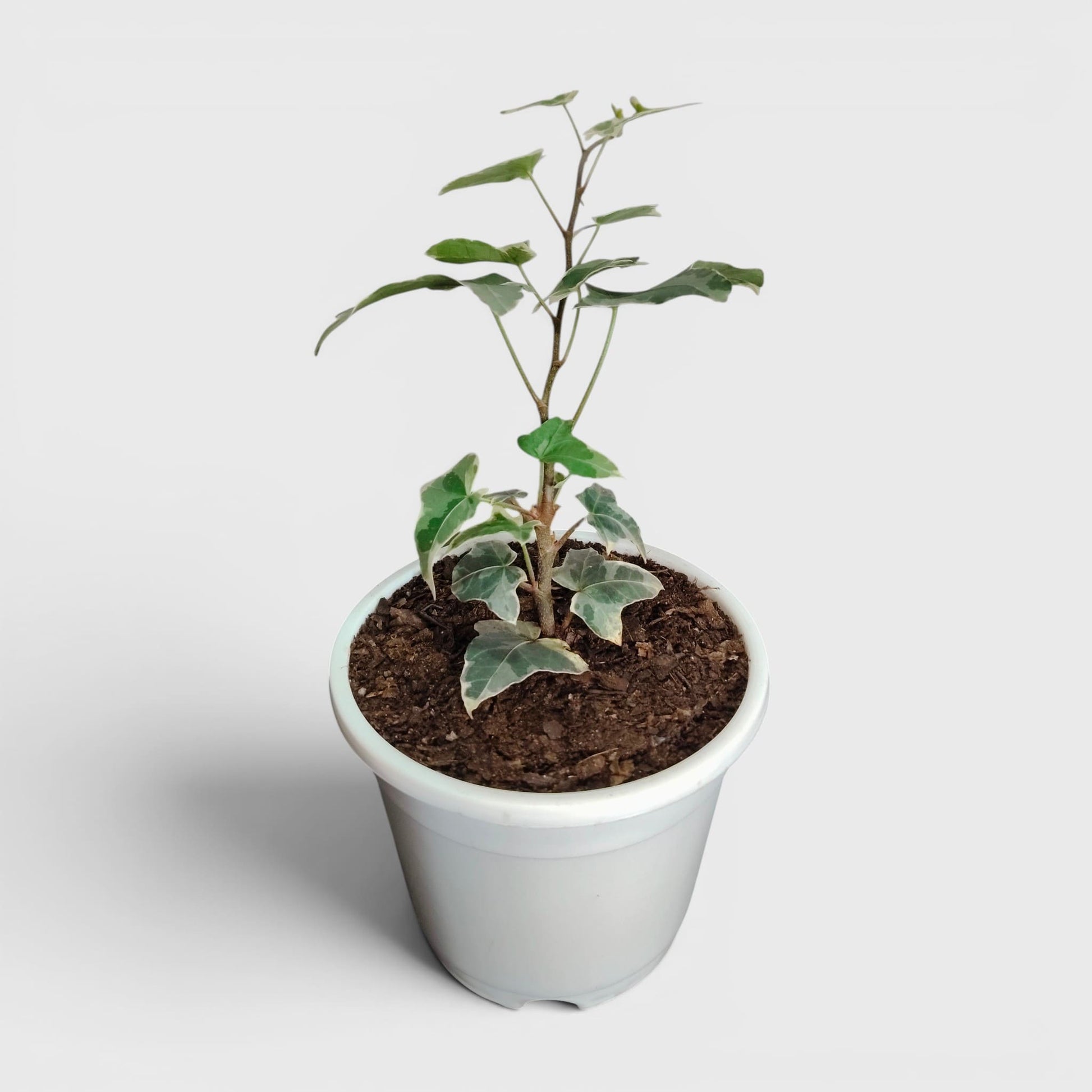 Glacier Hedera Helix New Hybrid – Variegated Trailing Hanging Ivy Plant | Bare Rooted