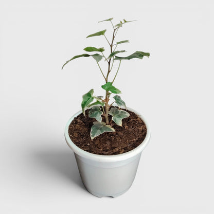 Glacier Hedera Helix New Hybrid – Variegated Trailing Hanging Ivy Plant | Bare Rooted