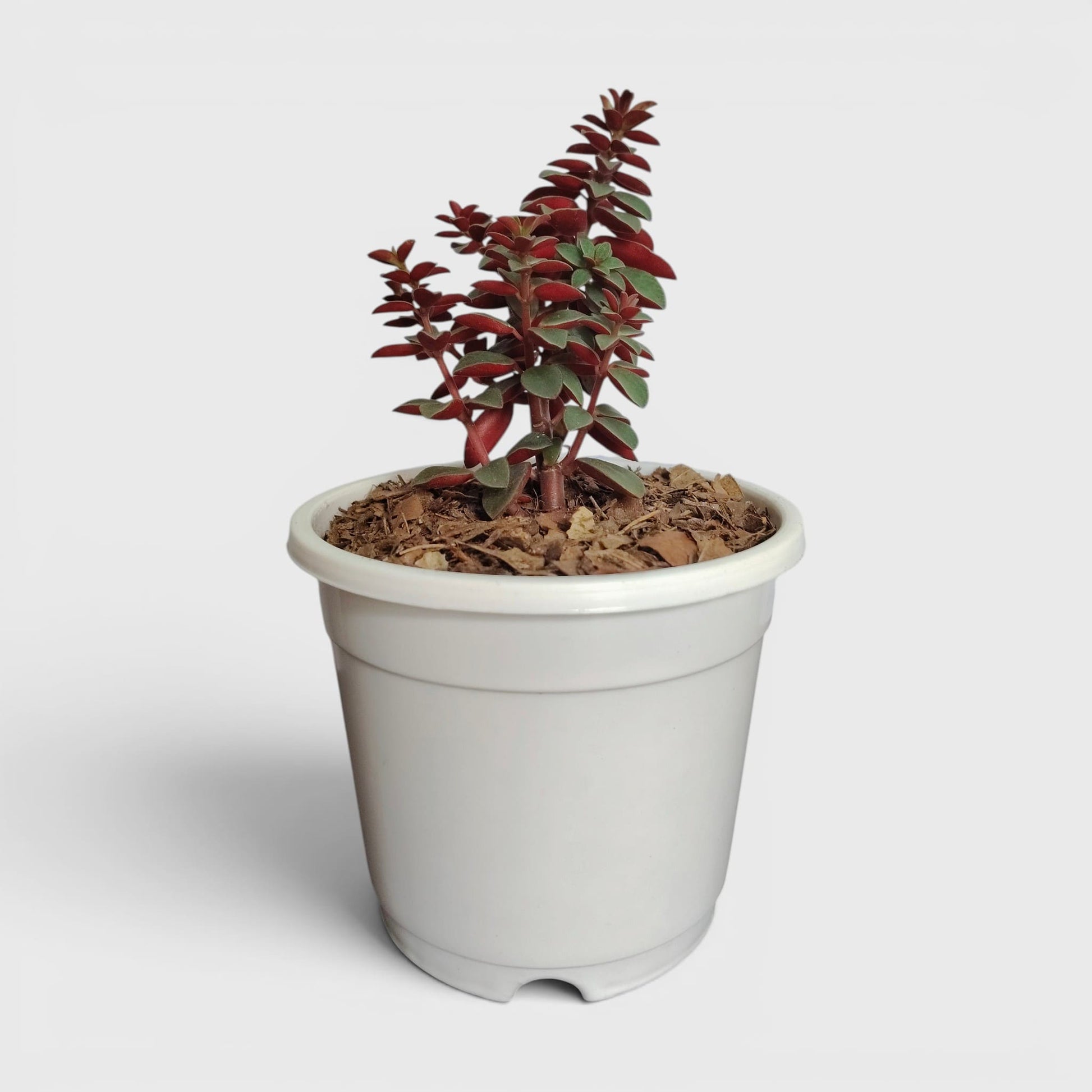 Peperomia Rubella – Trailing Peperomia Indoor Plant | Hanging Air Purifying Houseplant | Bare Rooted