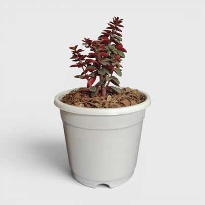 Peperomia Rubella – Trailing Peperomia Indoor Plant | Hanging Air Purifying Houseplant | Bare Rooted