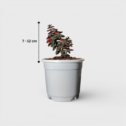 Peperomia Rubella – Trailing Peperomia Indoor Plant | Hanging Air Purifying Houseplant | Bare Rooted