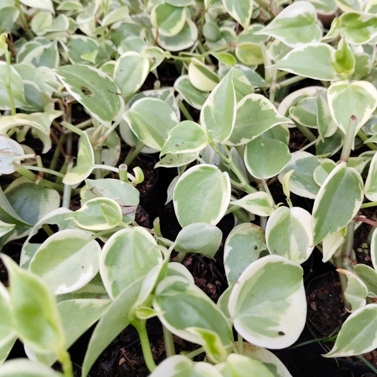 Money Plant (Variegated Pothos)