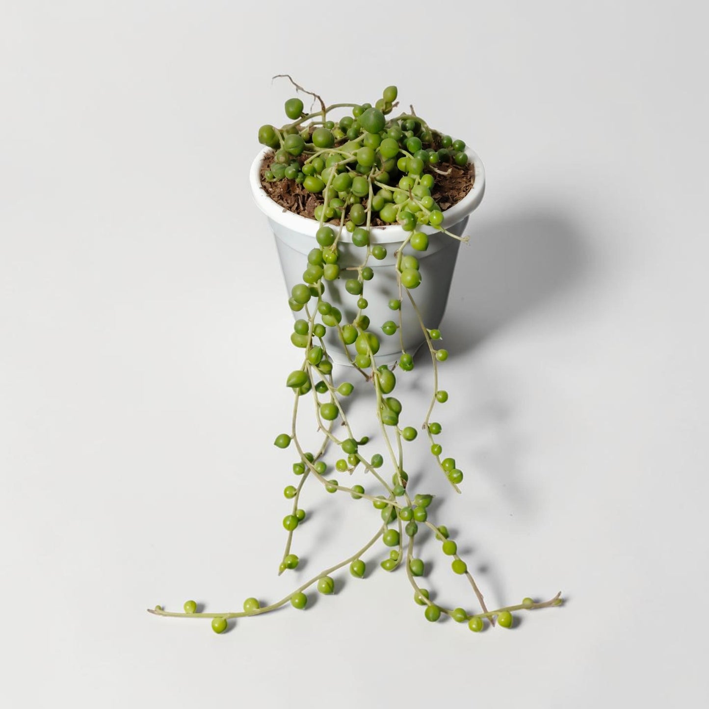 String of Pearls Non Variegated – Bushy Well Matured & Well Rooted Hanging Succulent Plant | Perfect for Home Decor | Bare Rooted