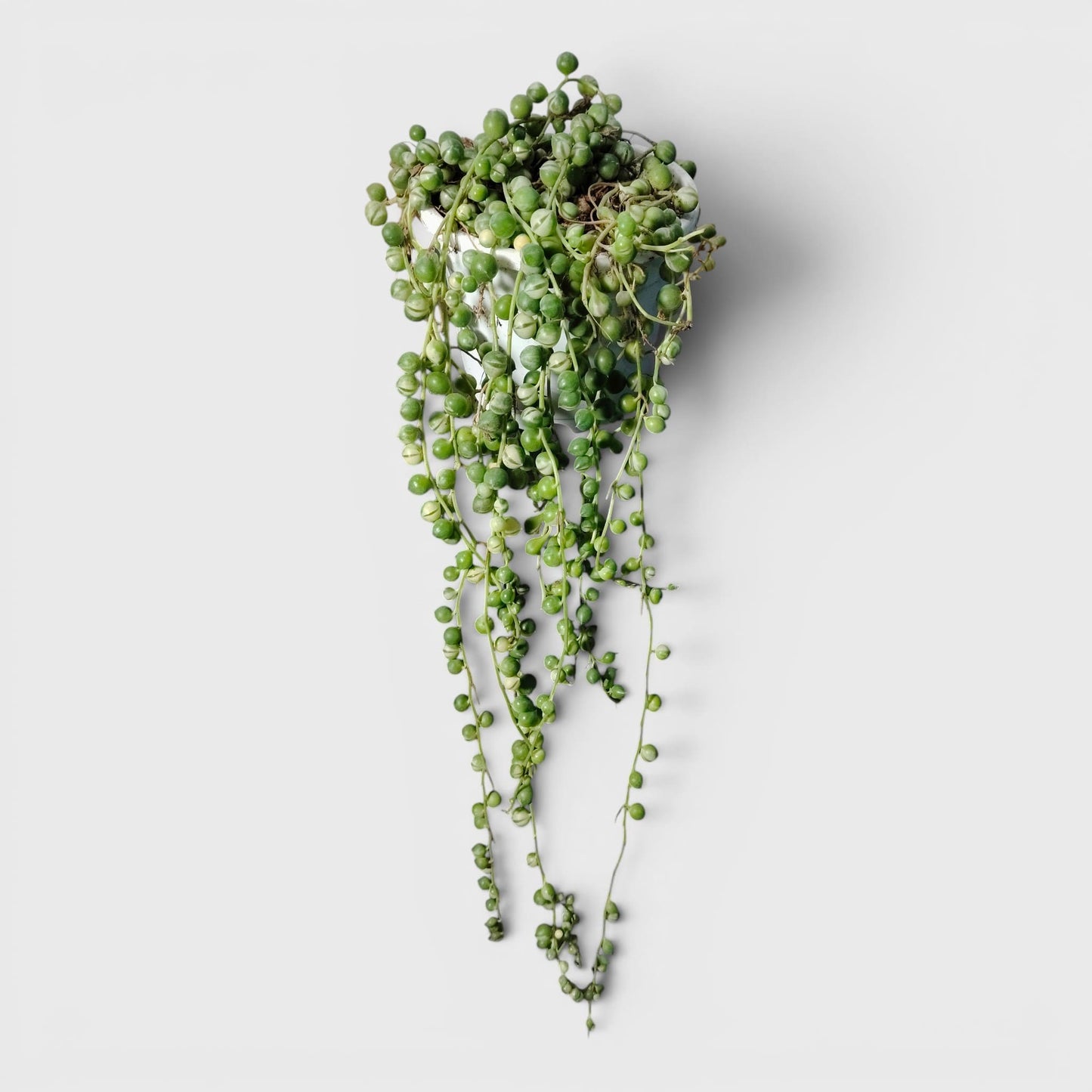 String of Pearls Variegated – Bushy Well Rooted Trailing Hanging Succulent Plant | Low Maintenance Home Decor Plant | Bare Rooted