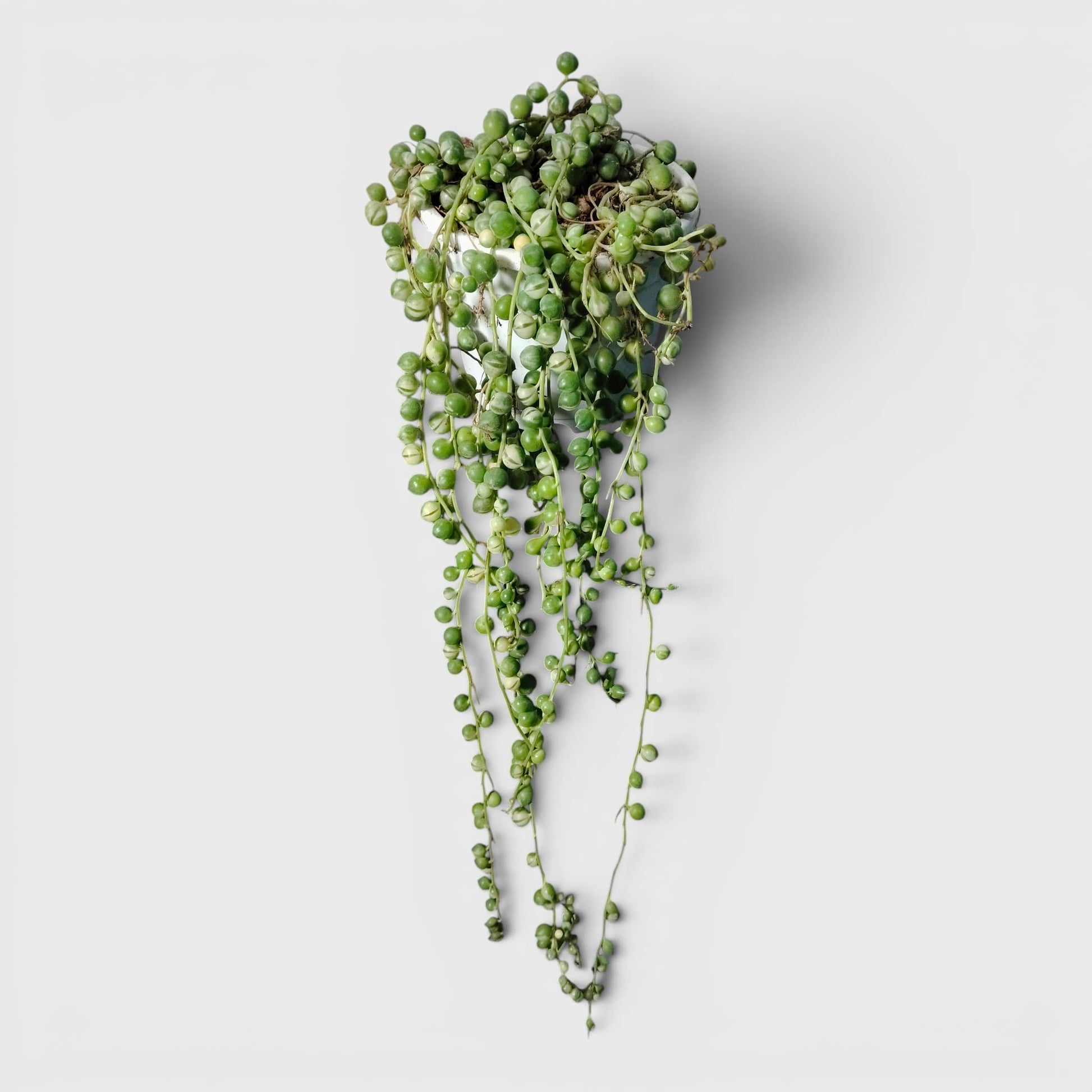 String of Pearls Variegated – Bushy Well Rooted Trailing Hanging Succulent Plant | Low Maintenance Home Decor Plant | Bare Rooted
