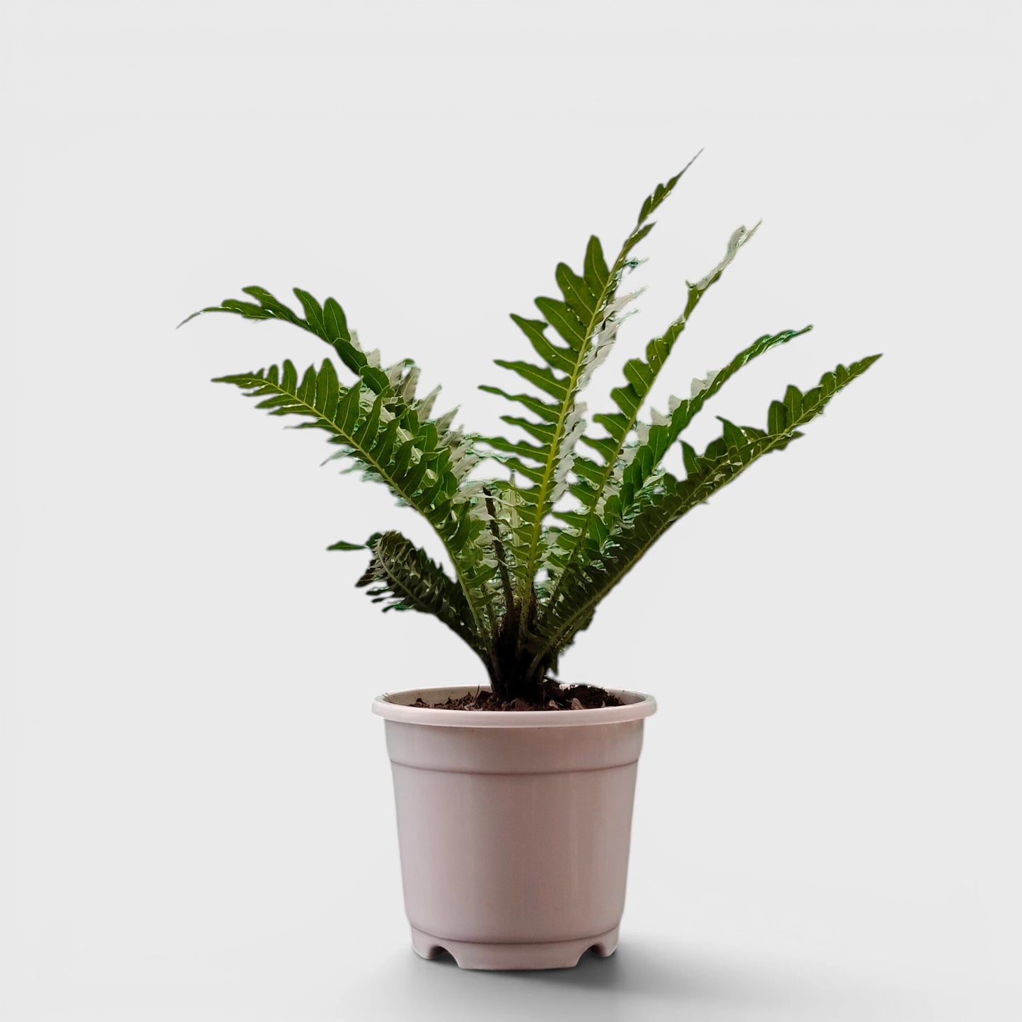 Tree Fern – Tropical Air Purifying Evergreen Foliage Plant for Indoor & Outdoor Spaces