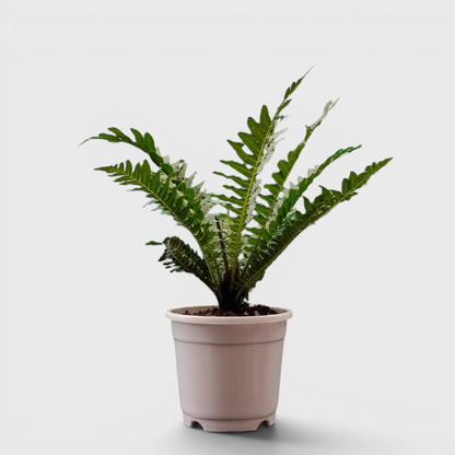 Tree Fern – Tropical Air Purifying Evergreen Foliage Plant for Indoor & Outdoor Spaces