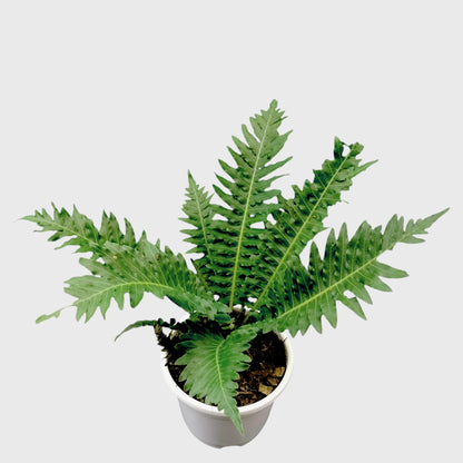 Tree Fern – Tropical Air Purifying Evergreen Foliage Plant for Indoor & Outdoor Spaces