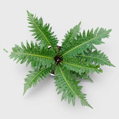 Tree Fern – Tropical Air Purifying Evergreen Foliage Plant for Indoor & Outdoor Spaces