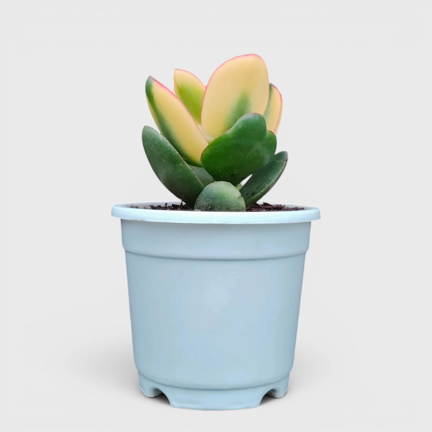 Rare Golden Crassula Ovata Maruba Variegated Tricolor | Well Rooted Mature Lucky Jade Plant