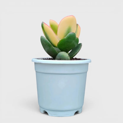 Rare Golden Crassula Ovata Maruba Variegated Tricolor | Well Rooted Mature Lucky Jade Plant