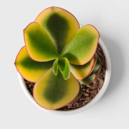 Crassula Ovata Maruba Variegated Tricolor – Rare Jade Succulent Indoor Plant | Good Luck Jade Plant for Home and Offices | Bare Rooted