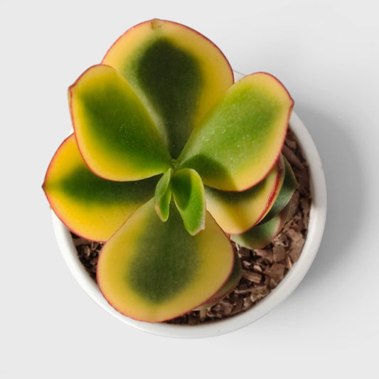 Crassula Ovata Maruba Variegated Tricolor – Rare Jade Succulent Indoor Plant | Good Luck Jade Plant for Home and Offices | Bare Rooted