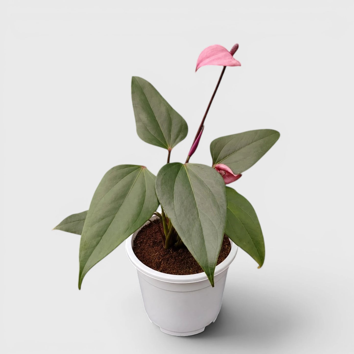 Dwarf Anthurium – Compact Flowering Anthurium | Premium Indoor Plant for Home & Office