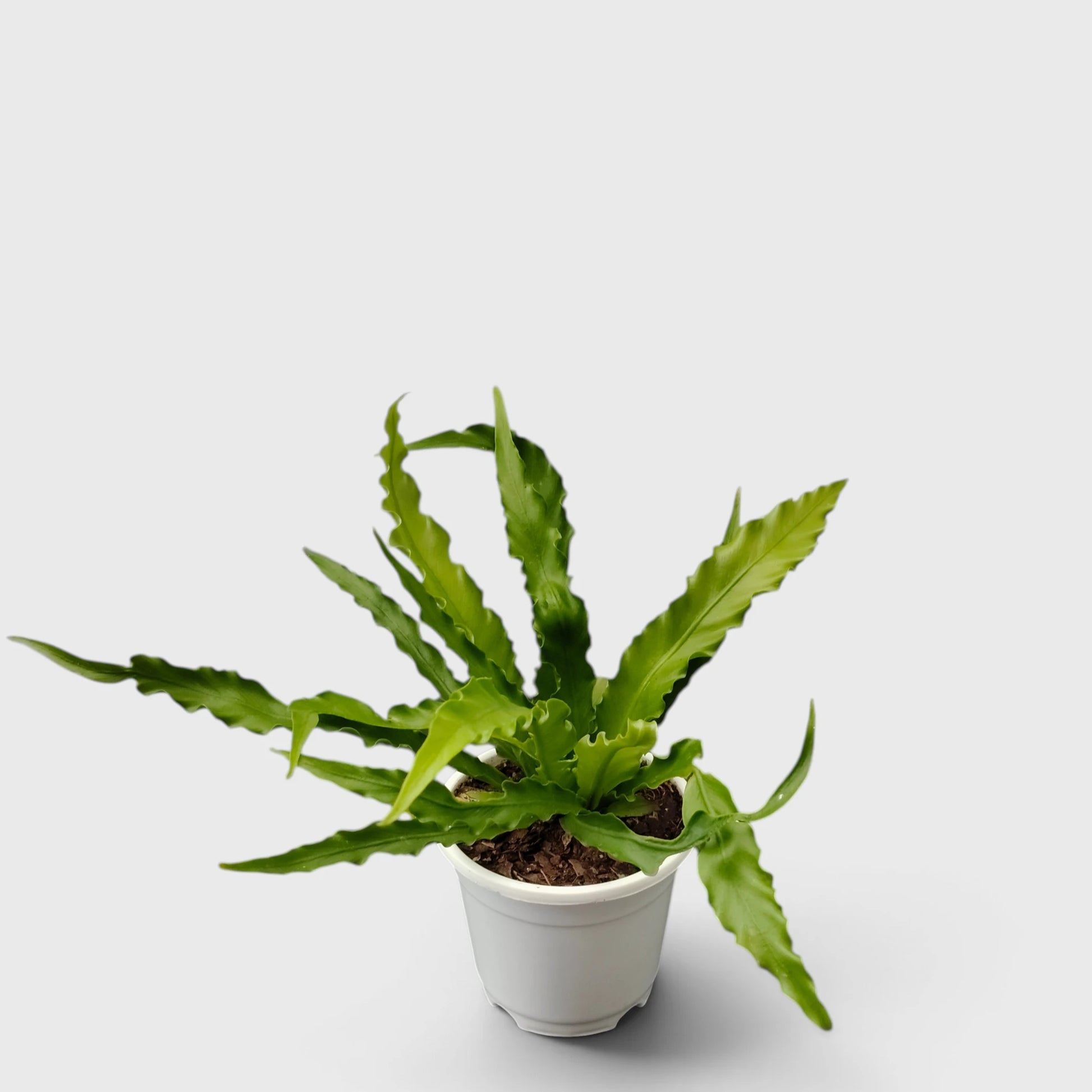 Bird's Nest Fern (Asplenium nidus) | Mature Indoor Air Purifying Fern