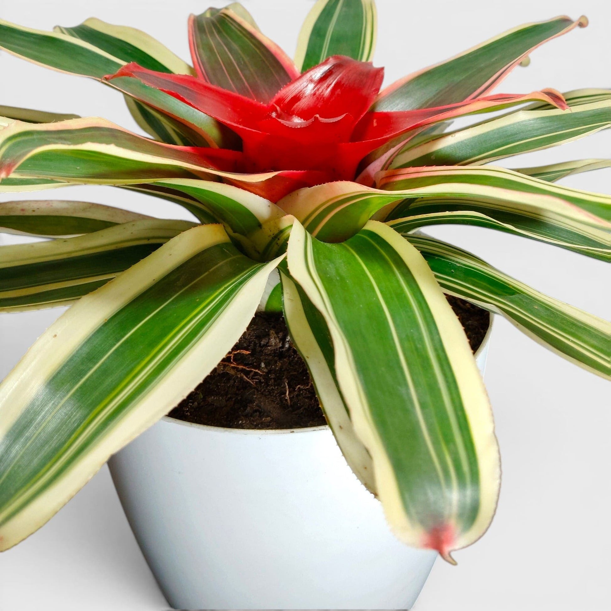 Bromeliads – Vibrant and Easy-Care Houseplants for Homes, Offices, and Gardens – Bare-Rooted