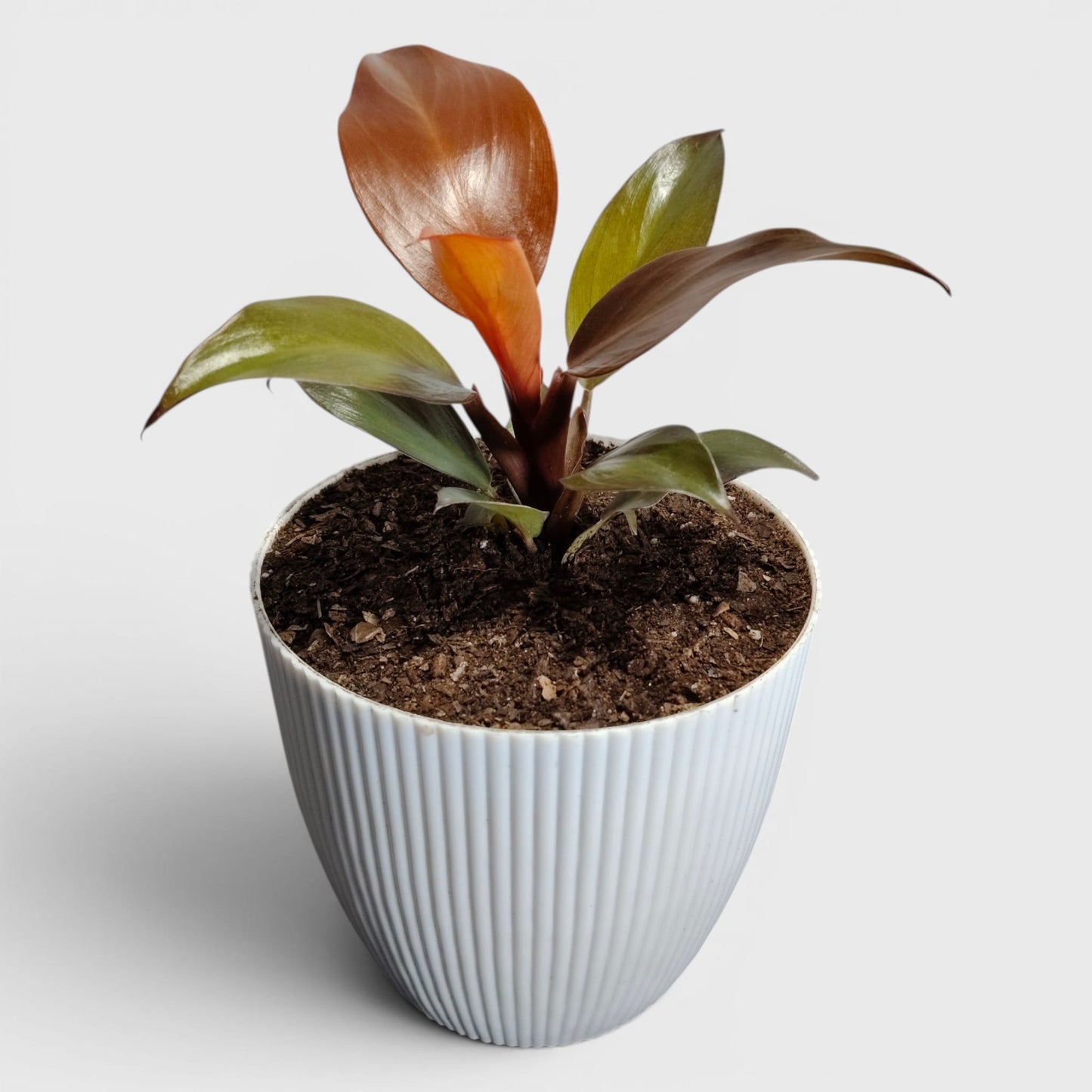 Philodendron McColley’s Finale – Colorful Foliage Indoor Plant