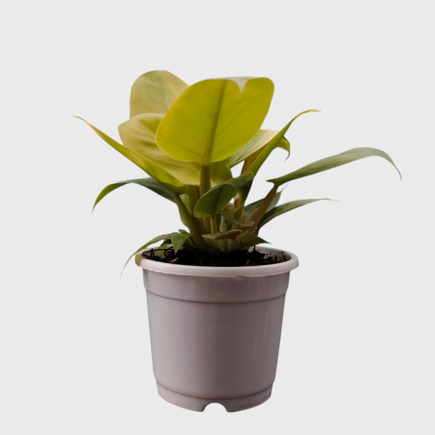 Collector Philodendron Golden Melinonii
