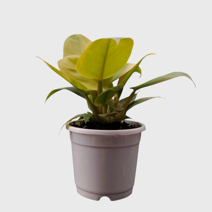 Collector Philodendron Golden Melinonii