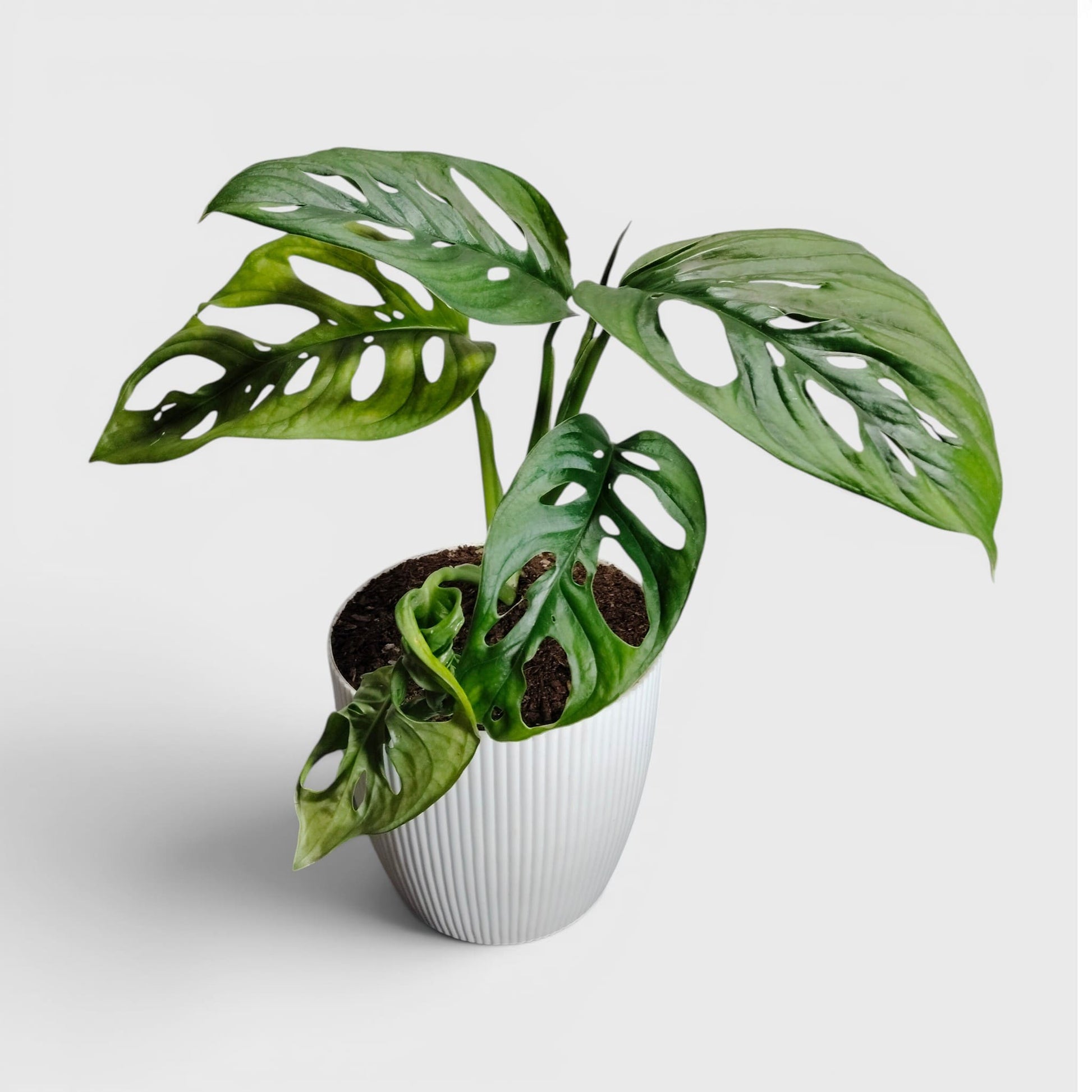 Monstera Deliciosa ‘Broken Heart’ – Rare Statement Foliage Plant