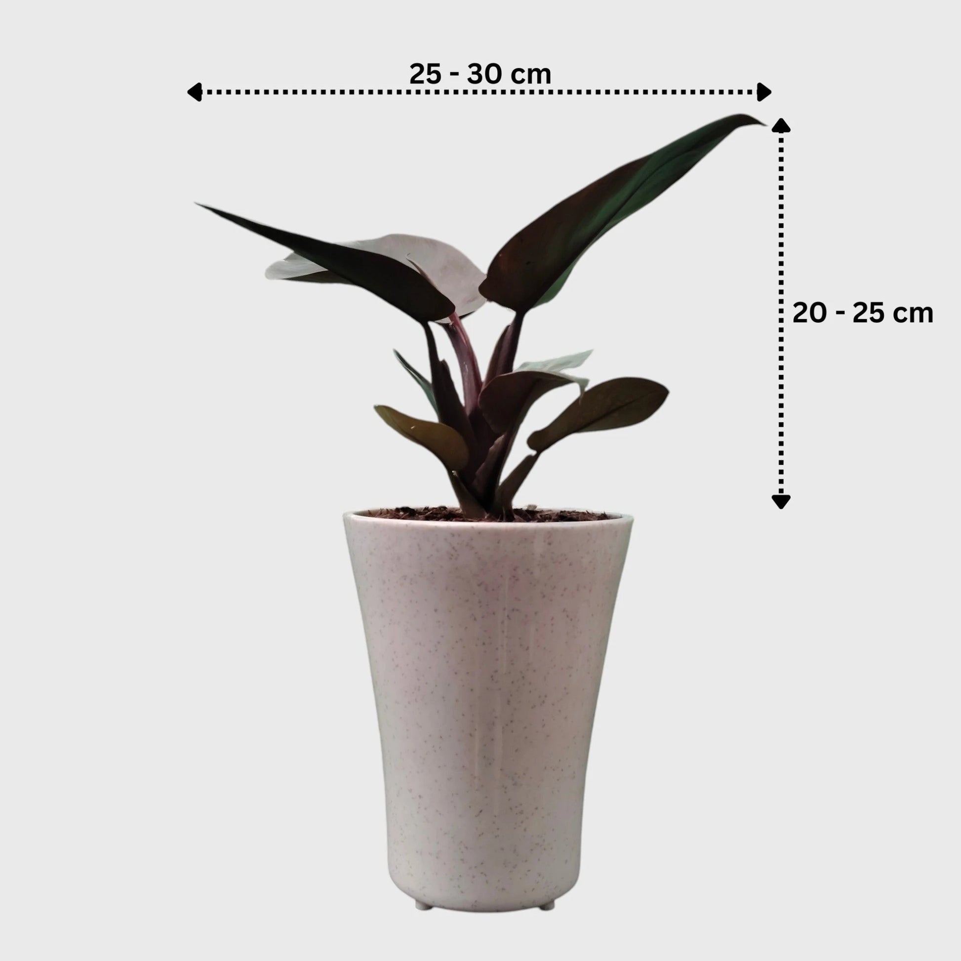 Rare Philodendron Black Cardinal | Well Rooted Mature Indoor Plant