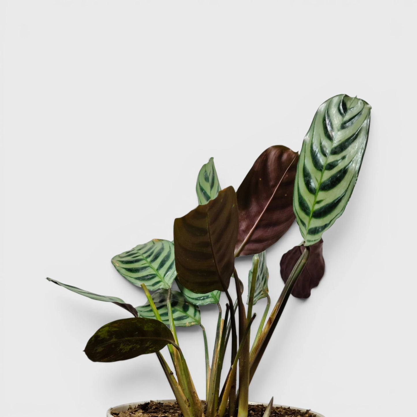 Ctenanthe Burle Marxii – Fishbone Prayer Plant for Home & Office