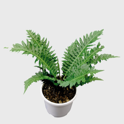 Tree Fern – Tropical Air Purifying Evergreen Foliage Plant for Indoor & Outdoor Spaces