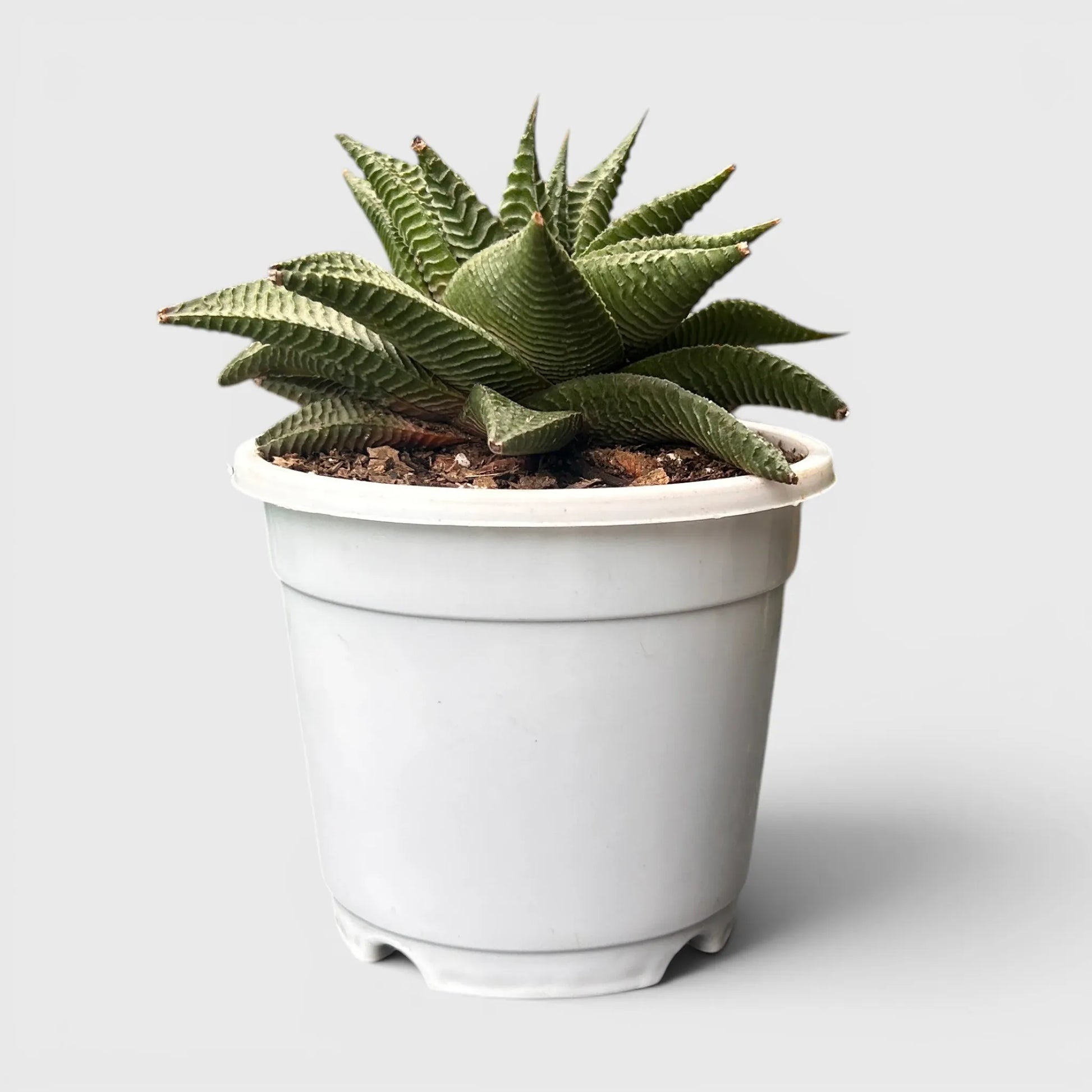 Haworthia Limifolia Non-Variegated Twisted- Timeless Beauty for Every Space | Bare Rooted