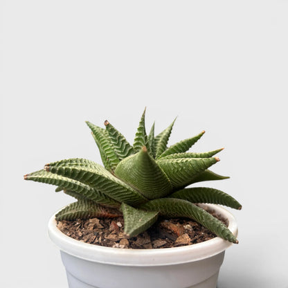 Haworthia Limifolia Non-Variegated Twisted- Timeless Beauty for Every Space | Bare Rooted