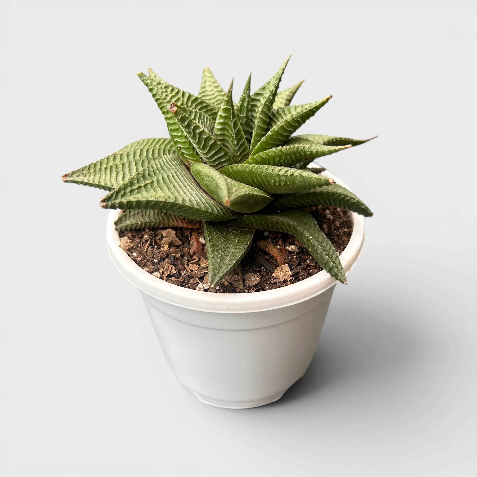 Haworthia Limifolia Non-Variegated Twisted- Timeless Beauty for Every Space | Bare Rooted