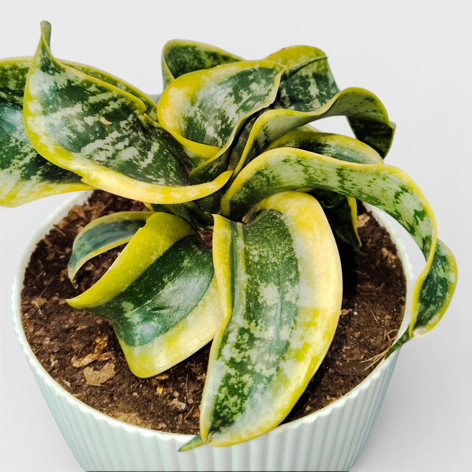 Sansevieria Twister (Tsunami Snake Plant) – Air Purifying Indoor Plant | Bare Rooted