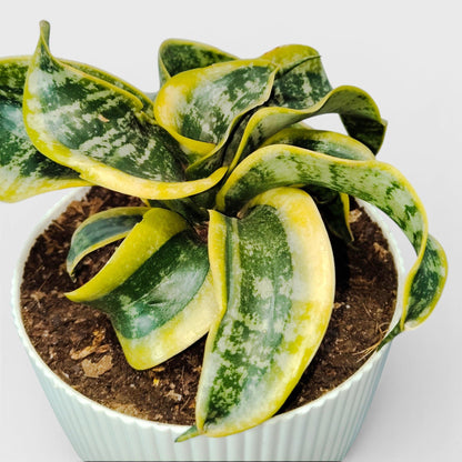 Sansevieria Twister (Tsunami Snake Plant) – Air Purifying Indoor Plant | Bare Rooted