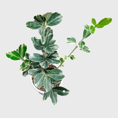 Euonymus Japonicus White Spire – Variegated Evergreen Ornamental Shrub | Upright Landscape Plant | With Pot