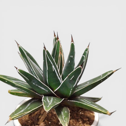 Agave Victoria Reginae variegated close up