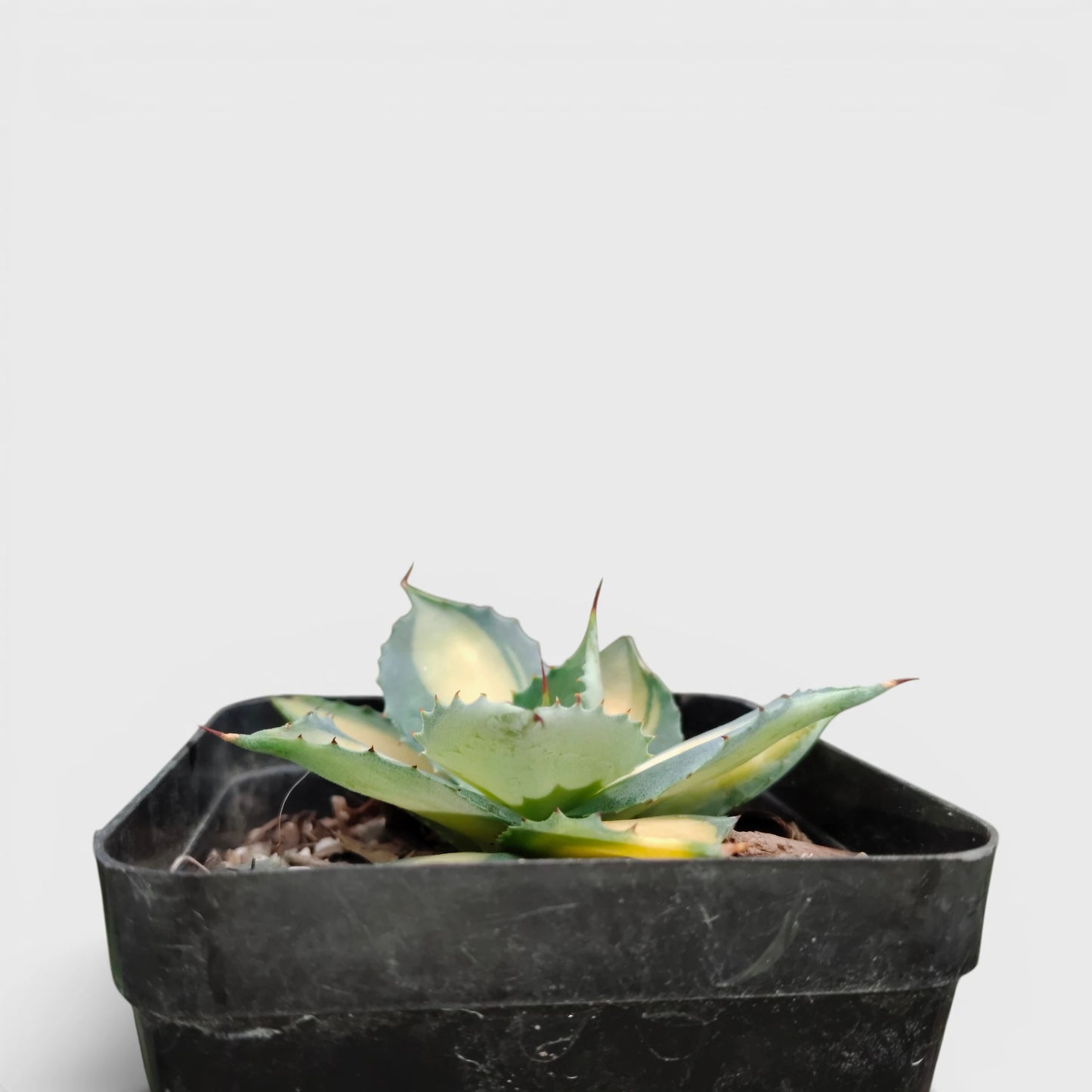 Rare Agave Rum Runner Isthmensis Variegated | Collector Succulent Plant