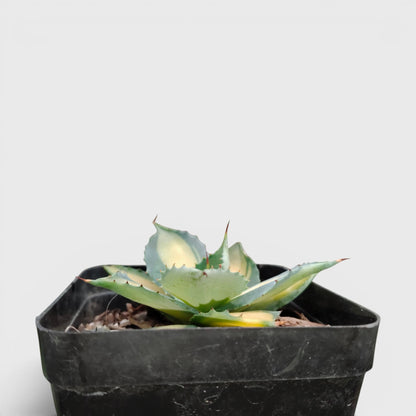Rare Agave Rum Runner Isthmensis Variegated | Collector Succulent Plant