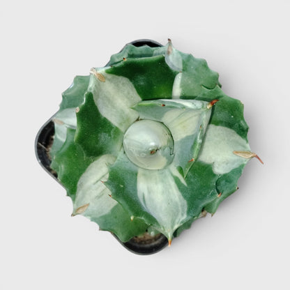 Rare Agave Potatorum Albo Variegata | Well Rooted Mature Variegated Succulent