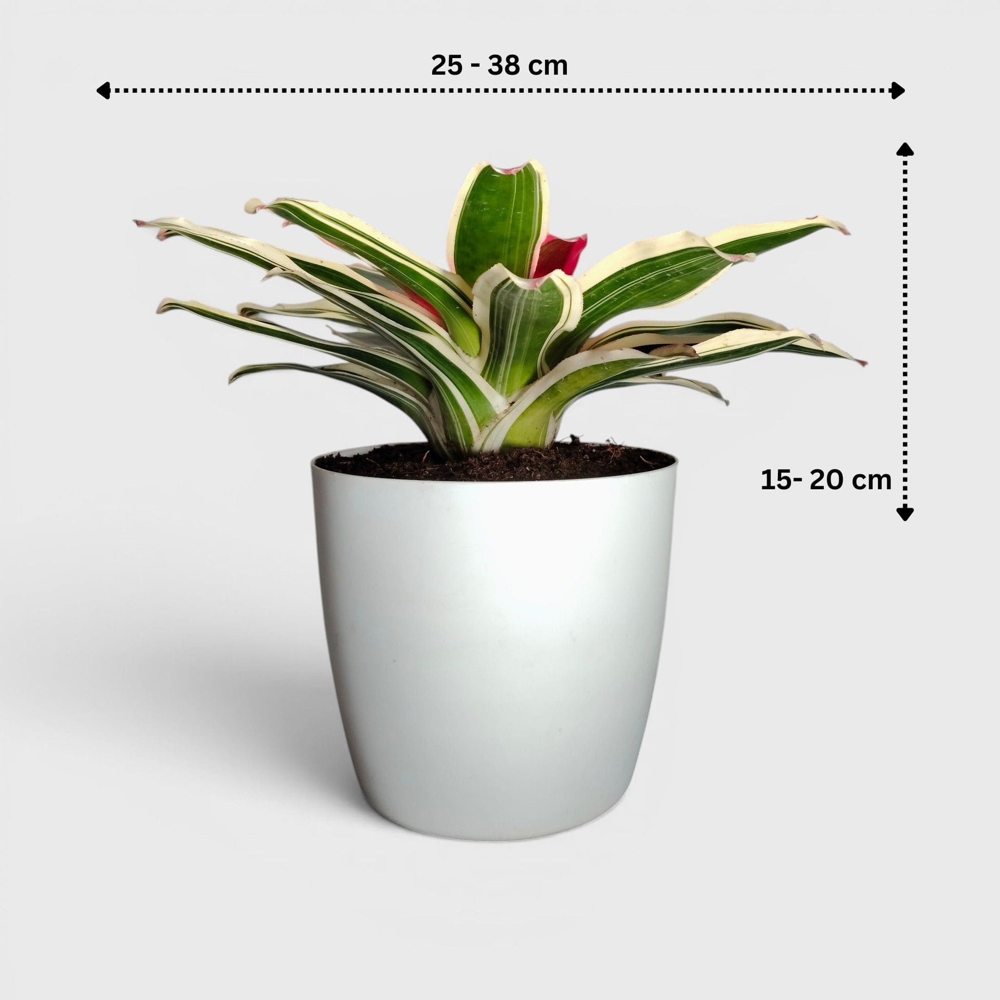 Bromeliads – Vibrant and Easy-Care Houseplants for Homes, Offices, and Gardens – Bare-Rooted