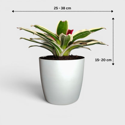 Bromeliads – Vibrant and Easy-Care Houseplants for Homes, Offices, and Gardens – Bare-Rooted