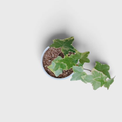 Variegated English Ivy (Hedera Helix) – Trailing Foliage Plant | Perfect for Home Decor & Balconies