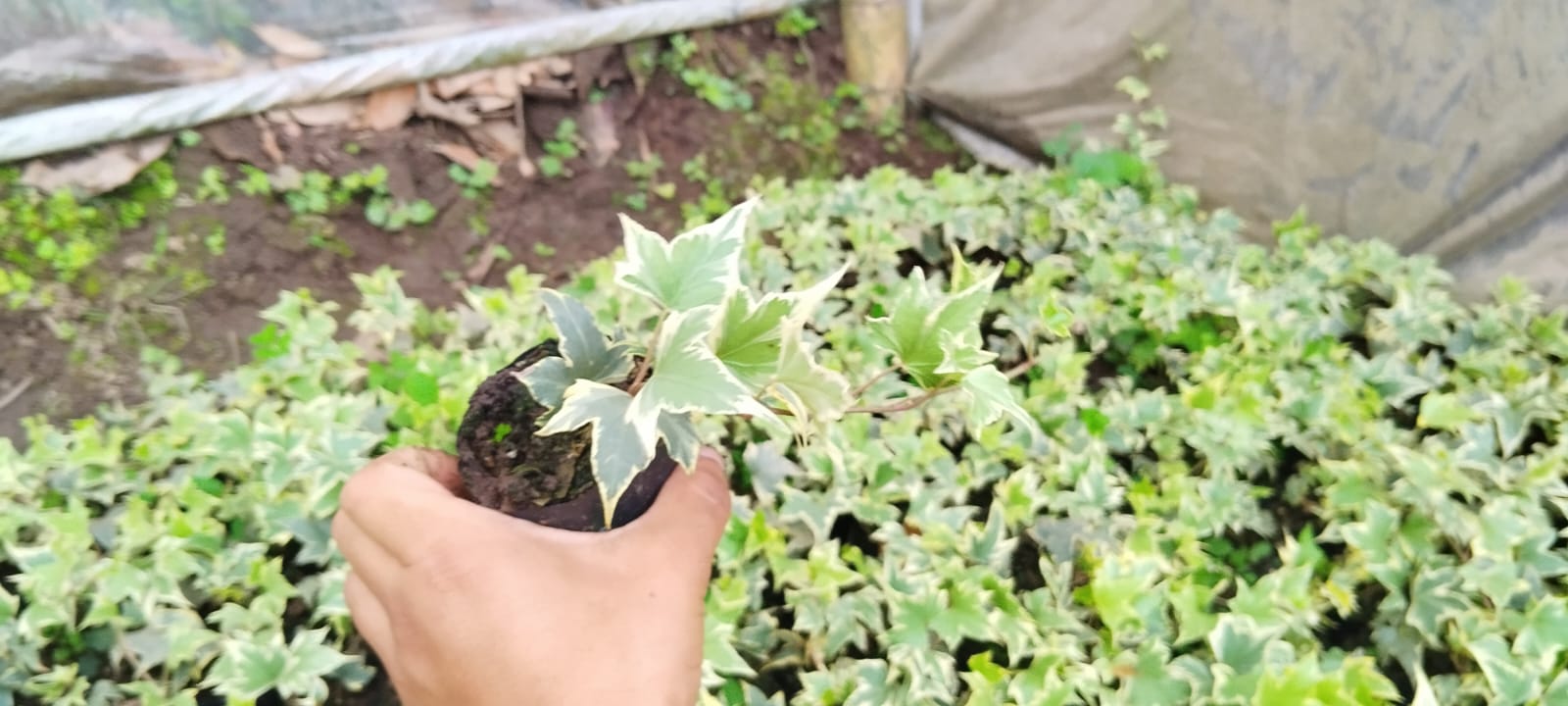 Variegated English Ivy (Hedera Helix) - Timeless Beauty for Any Space - My Store