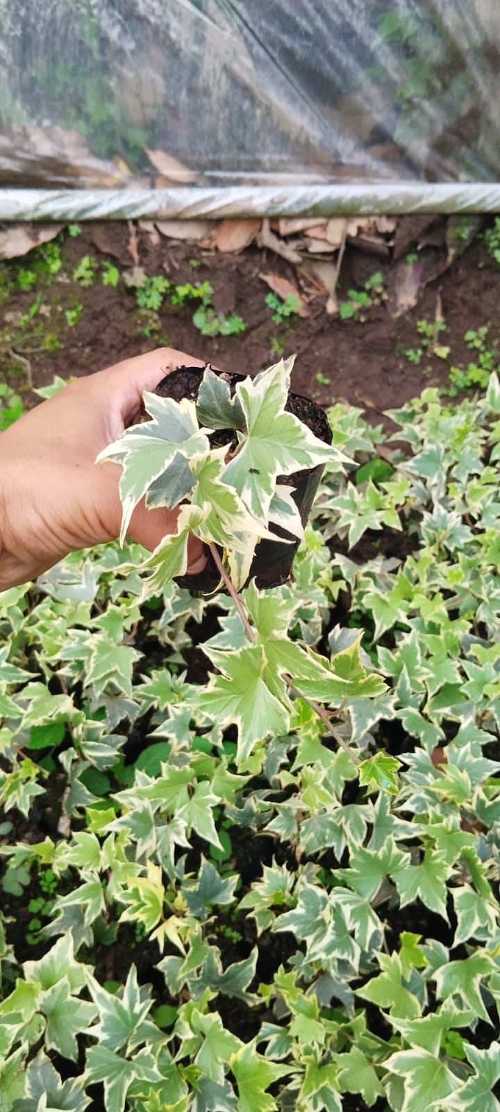 Variegated English Ivy (Hedera Helix) - Timeless Beauty for Any Space - My Store