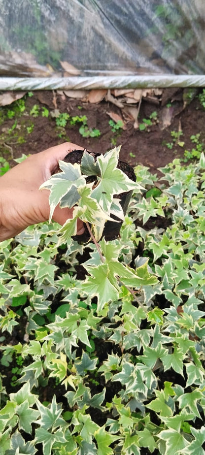 Variegated English Ivy (Hedera Helix) - Timeless Beauty for Any Space - My Store