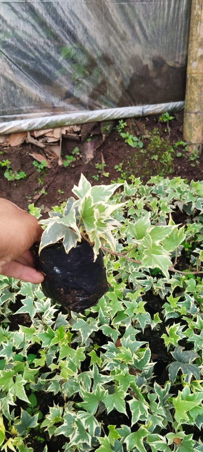 Variegated English Ivy (Hedera Helix) - Timeless Beauty for Any Space - My Store
