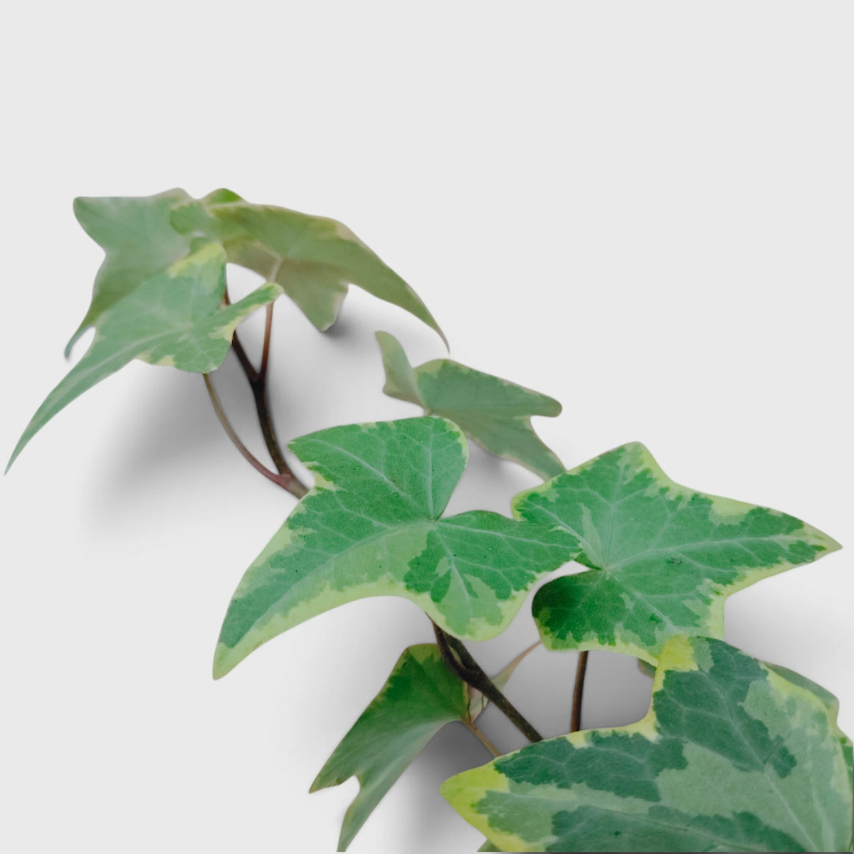 Variegated English Ivy (Hedera Helix) – Trailing Foliage Plant | Perfect for Home Decor & Balconies