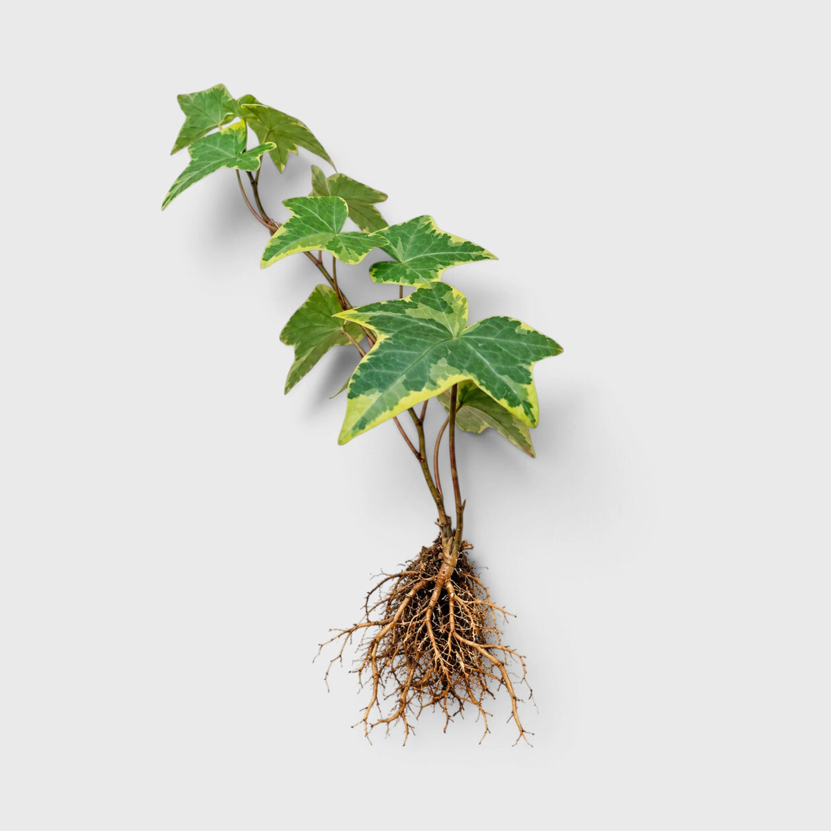 Variegated English Ivy (Hedera Helix) – Trailing Foliage Plant | Perfect for Home Decor & Balconies