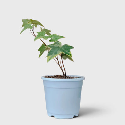 Variegated English Ivy (Hedera Helix) – Trailing Foliage Plant | Perfect for Home Decor & Balconies