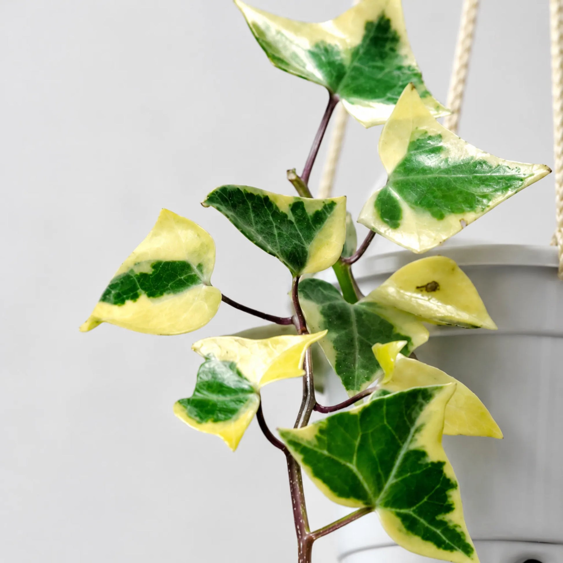 Wax Ivy (Senecio macroglossus) | Well Rooted Mature Variegated Hanging Plant